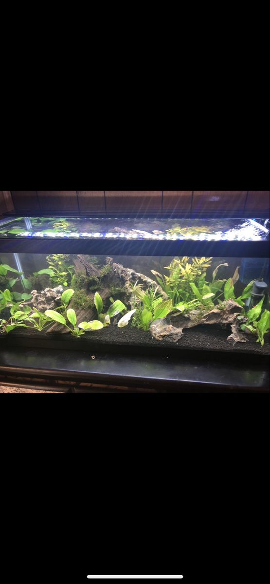 20 gallon long fish tank