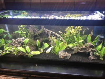 20 gallon long fish tank