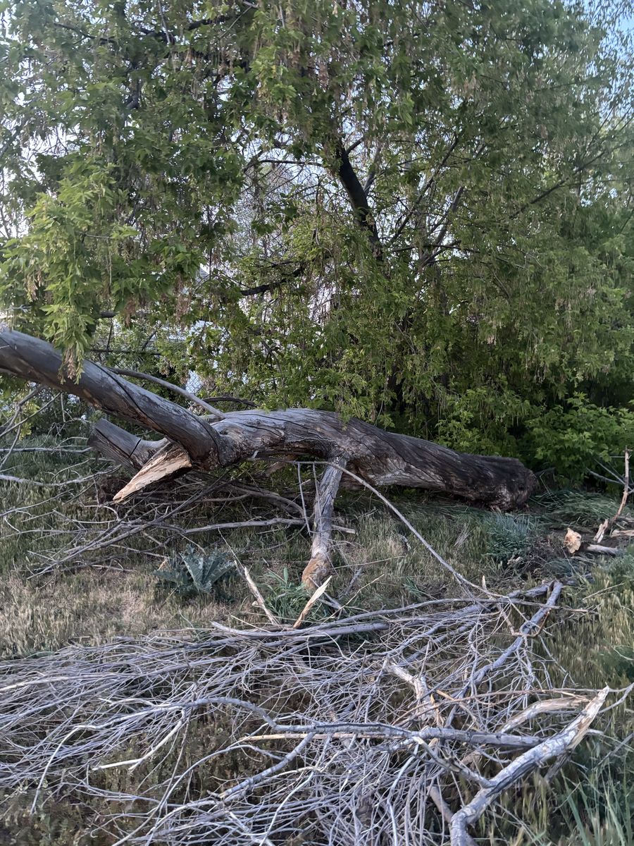 Free Firewood Bring Your Chainsaw