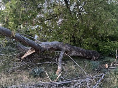 Free Firewood Bring Your Chainsaw