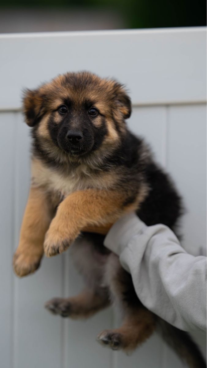 Adorable German Shepherd Puppies - Ready for a Loving Home!