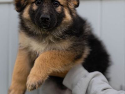 Adorable German Shepherd Puppies - Ready for a Loving Home!