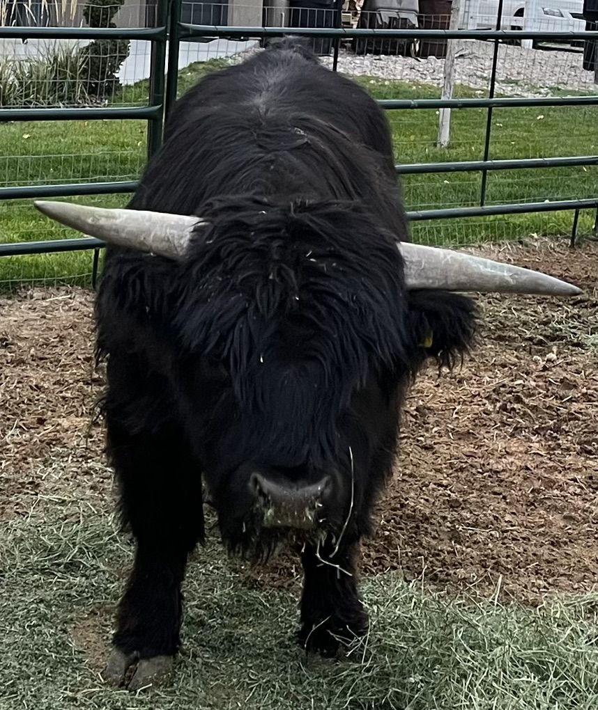 3yo Highland Highpark Bull