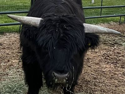 3yo Highland Highpark Bull