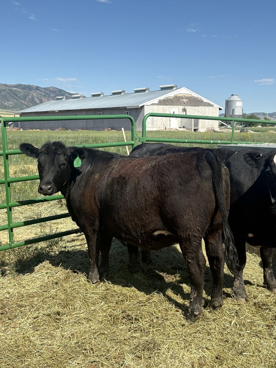 Fancy Angus heifer