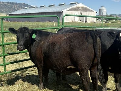 Fancy Angus heifer