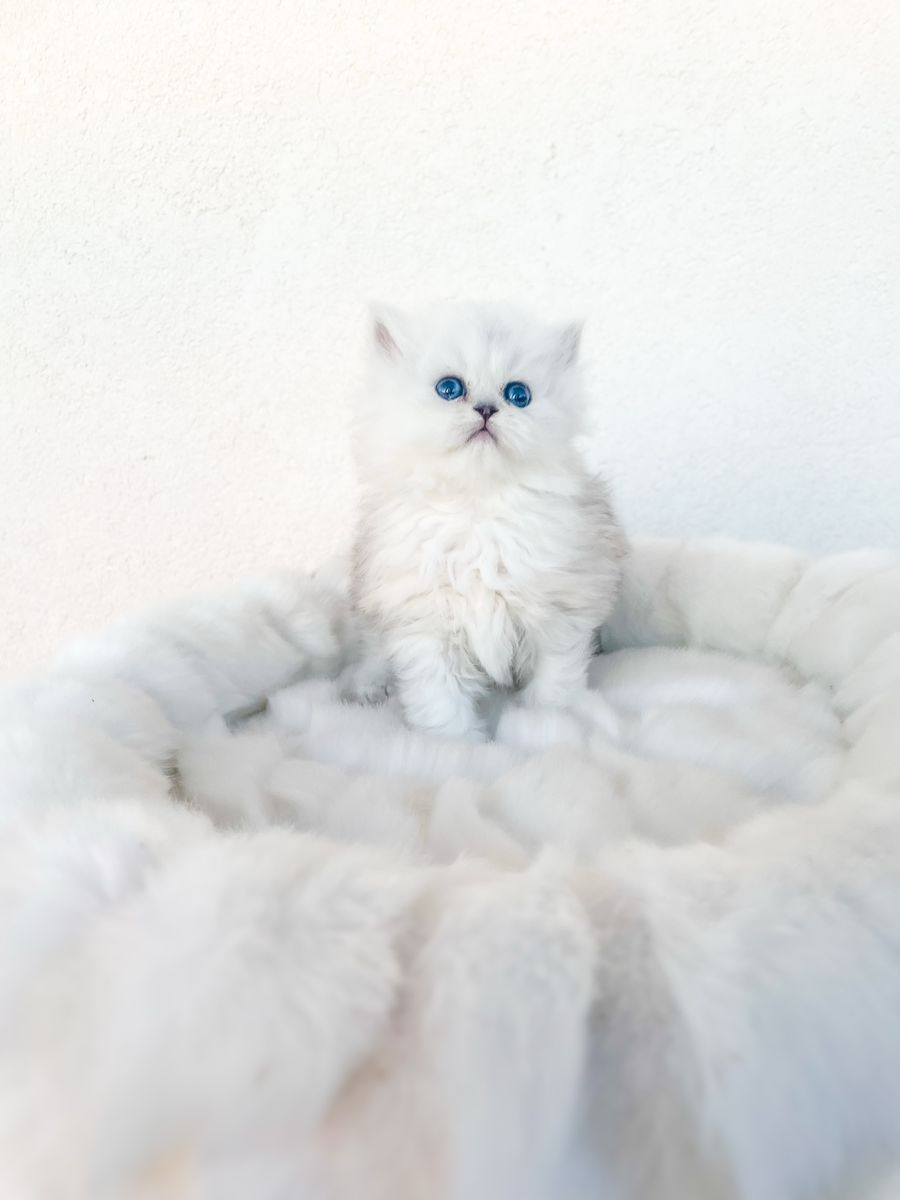 !!!!!!DEARHEART SILVER PERSIAN KITTENS!!!!!!