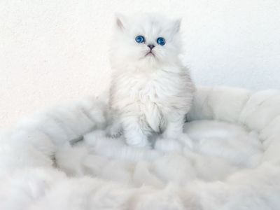 !!!!!!DEARHEART SILVER PERSIAN KITTENS!!!!!!