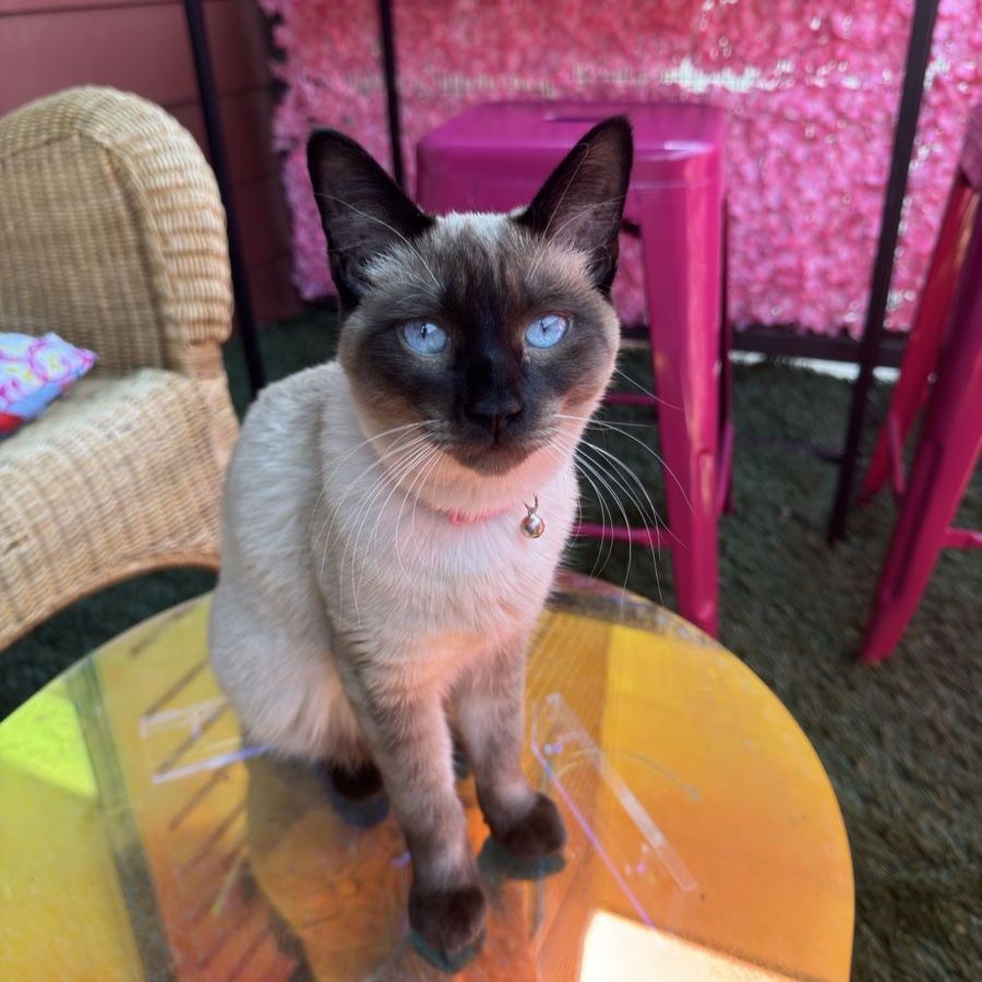 Beautiful Siamese Kitten Seeking Loving Home