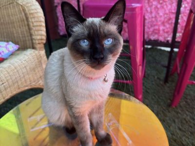 Beautiful Siamese Kitten Seeking Loving Home