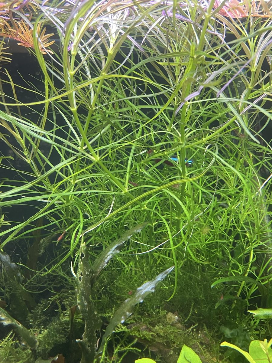 Stem Plants
