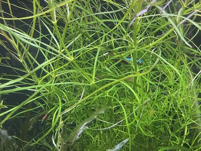 Stem Plants