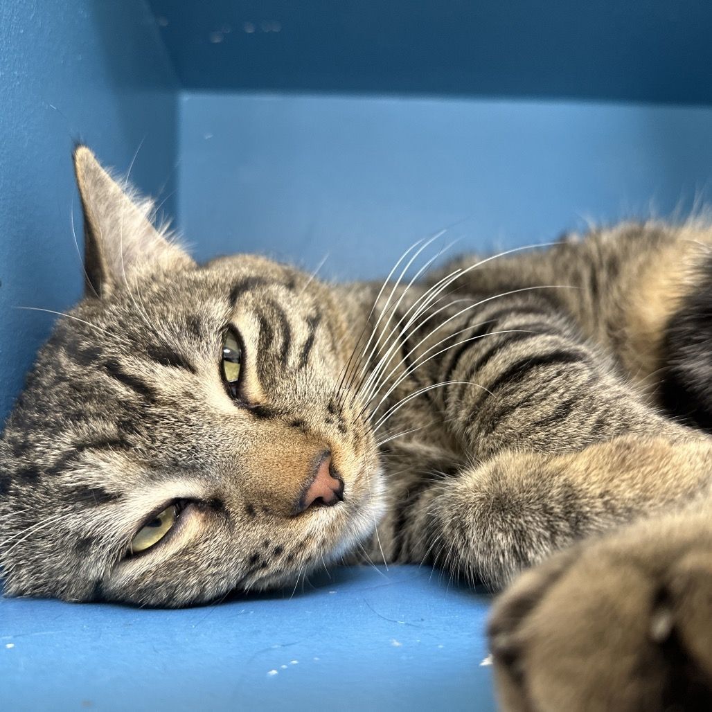 Hello my name is Platypus