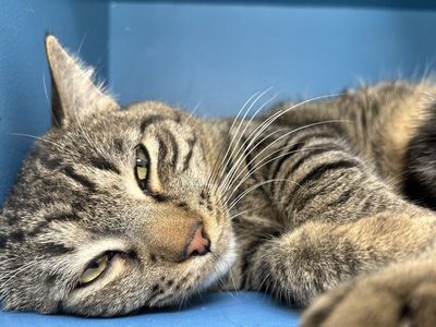 Hello my name is Platypus