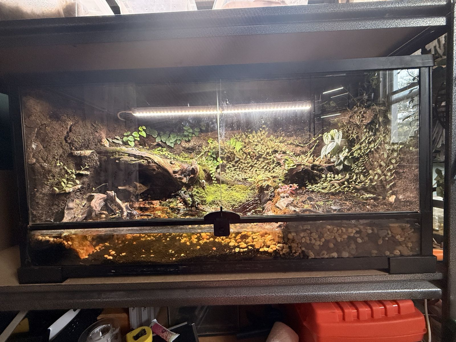 Custom Built Vivarium/Terrarium with Plants & Lighting - Bioactive Setup