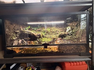 Custom Built Vivarium/Terrarium with Plants & Lighting - Bioactive Setup
