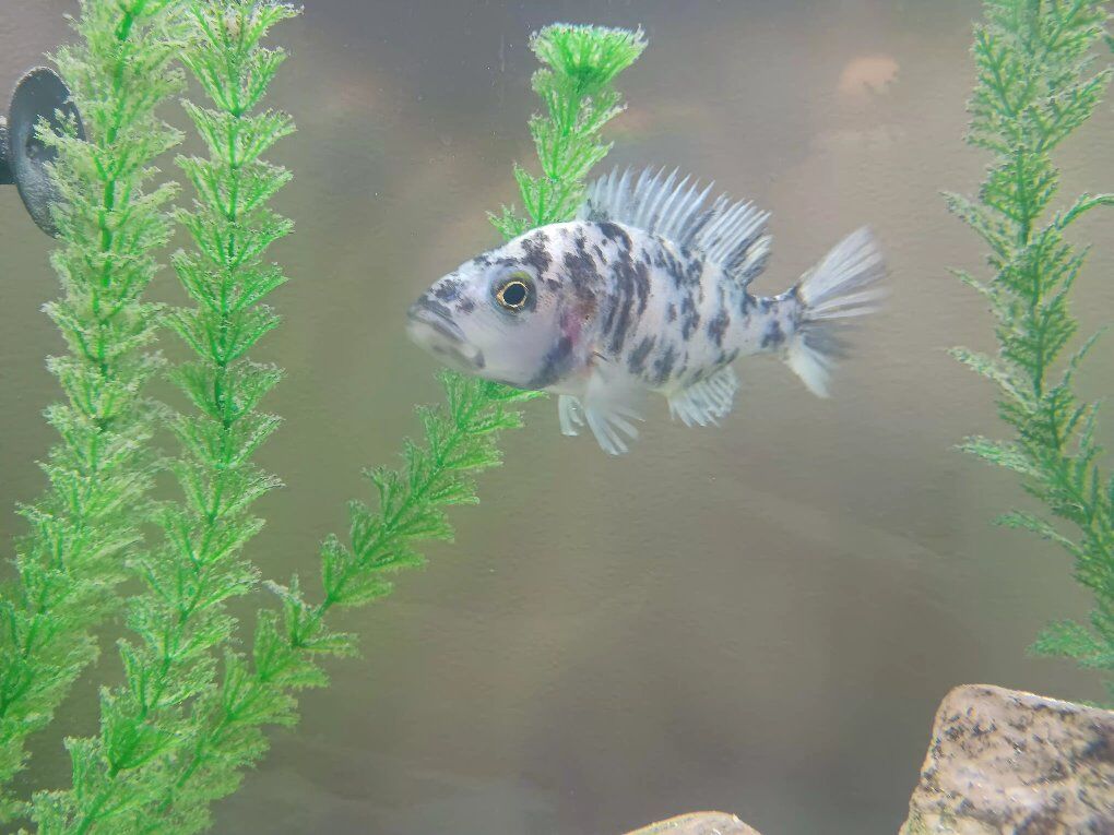 adult OB peacock cichlidsFork.- $10 each