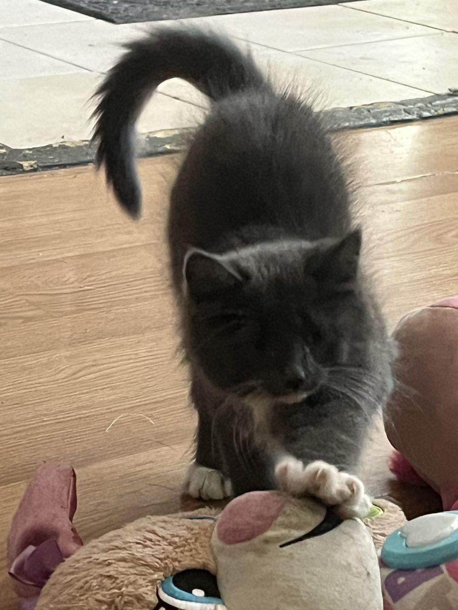Russian blue male mix kitten hypoallergenic!!