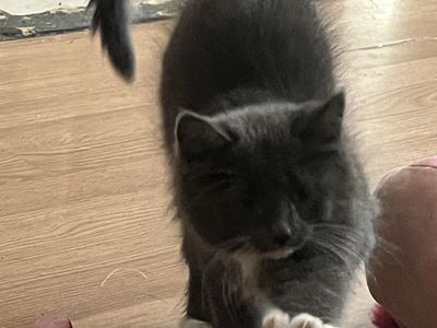 Russian blue male mix kitten hypoallergenic!!