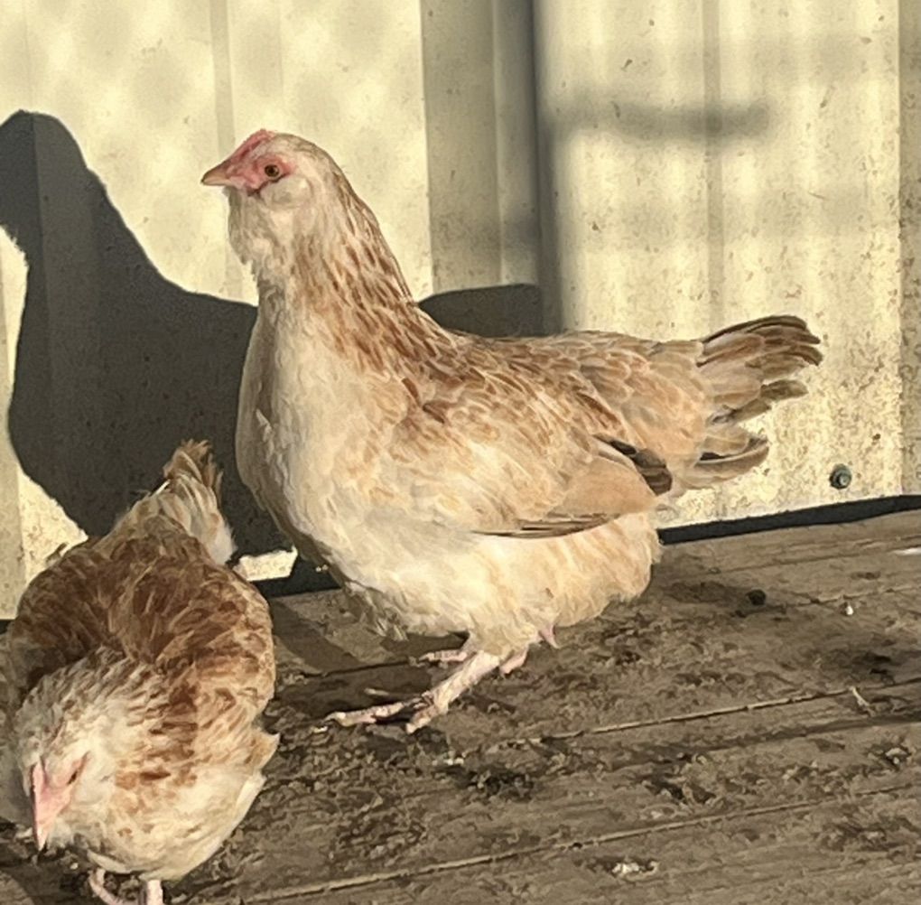 Salmon Favorelle Young Hens-pullets