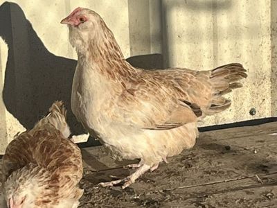 Salmon Favorelle Young Hens-pullets