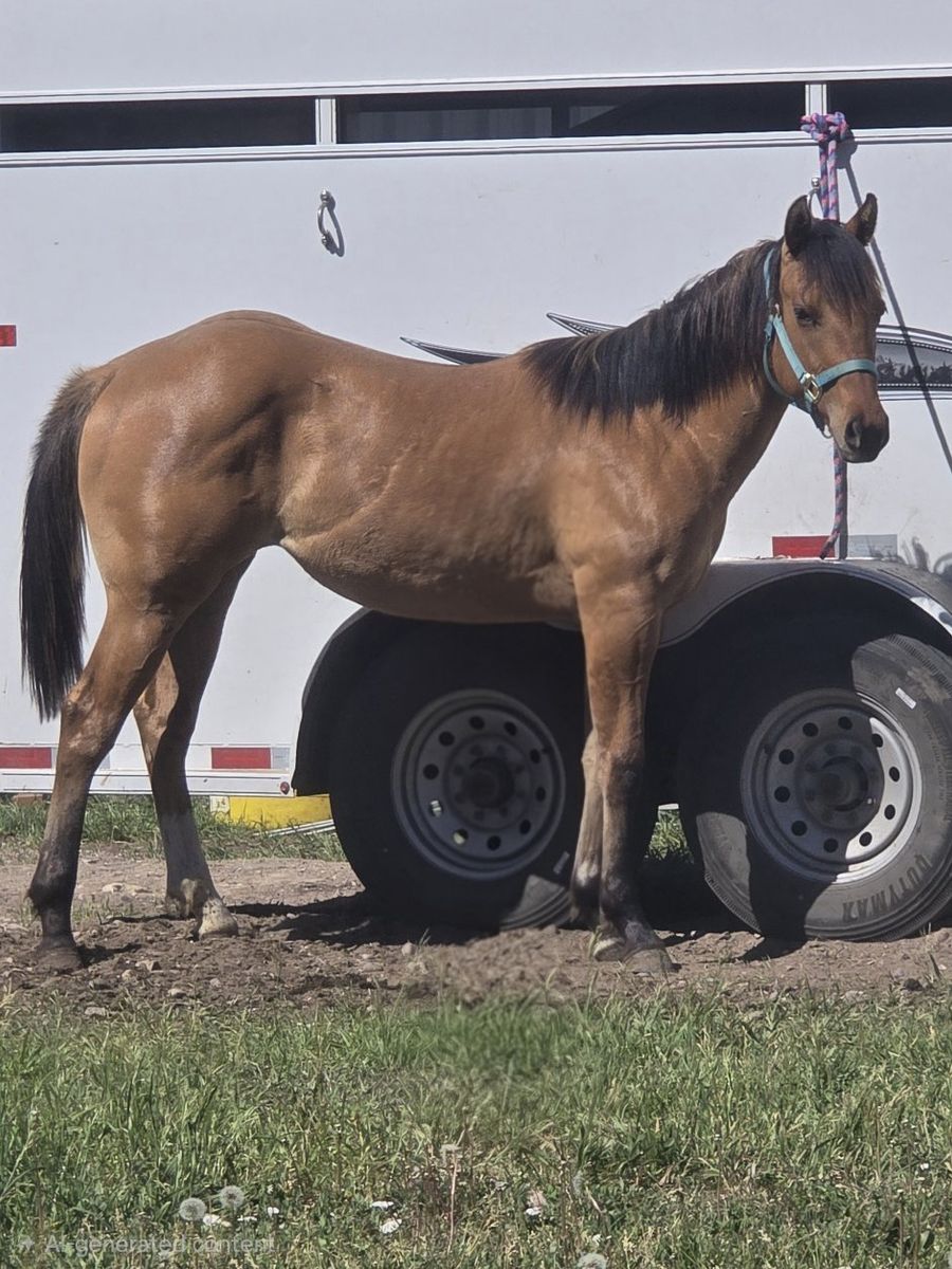 Yearling Filly