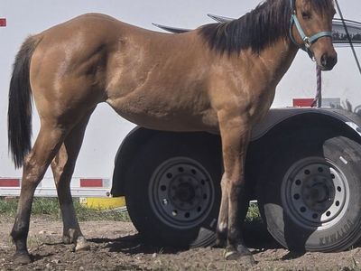Yearling Filly