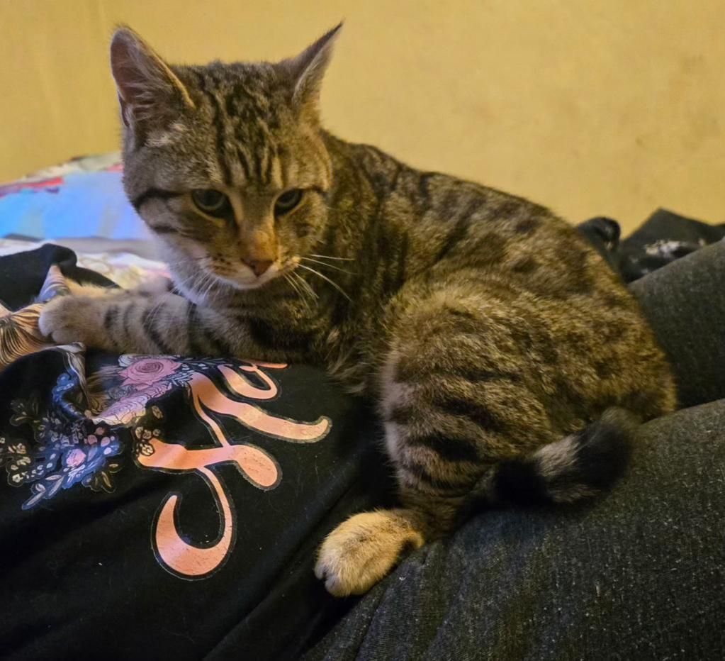 DOMESTIC SHORT HAIR