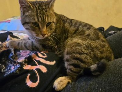 DOMESTIC SHORT HAIR