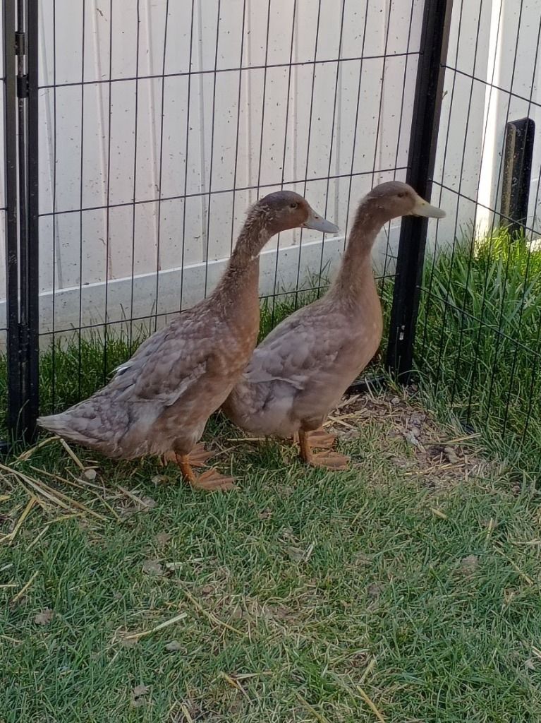 Rocket and Dash the Duck Duo