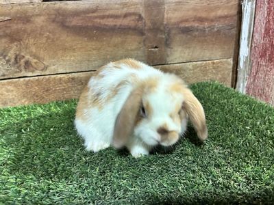 Male Holland Lop Bunny