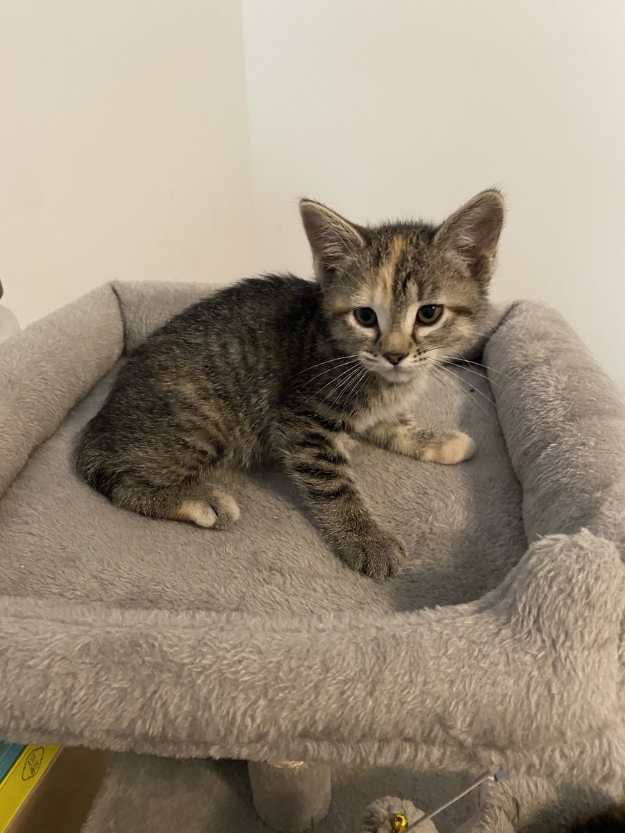 Mixed Manx kittens for sale