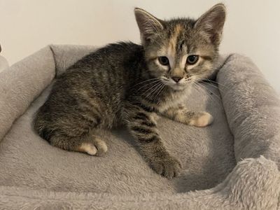 Mixed Manx kittens for sale