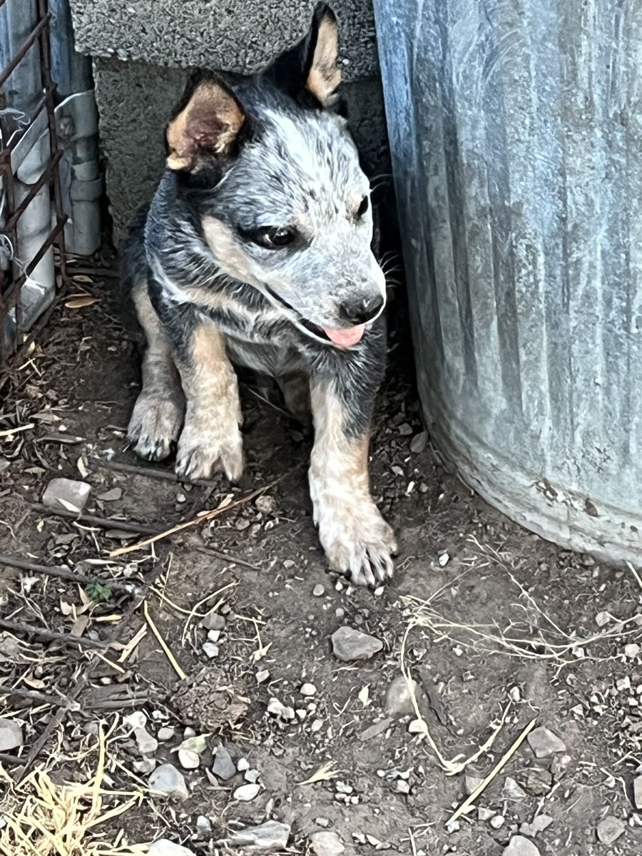 Heeler Pups