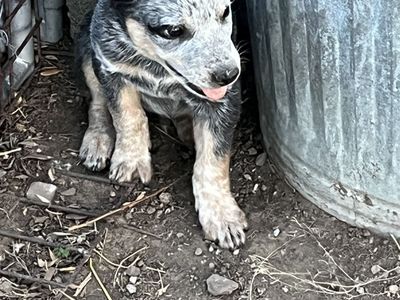 Heeler Pups