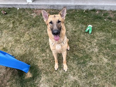 2 Year Old German Shephard