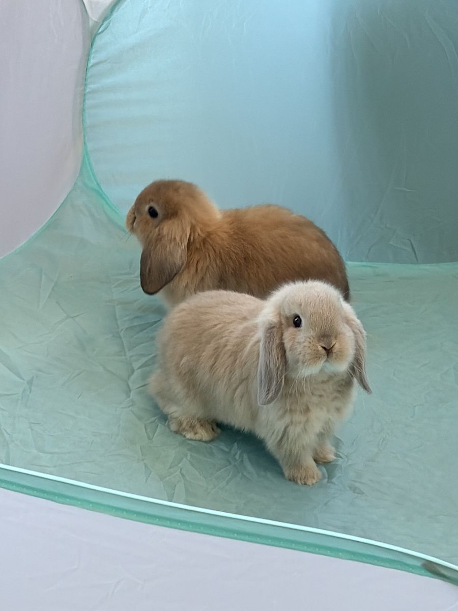 Gorgeous Cream Holland Lop Baby Bunny