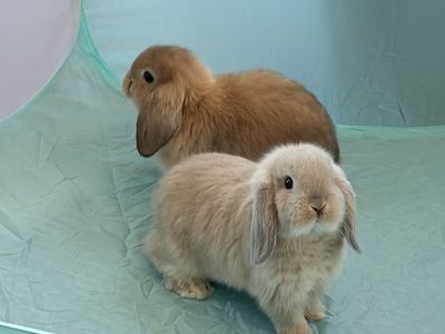 Gorgeous Cream Holland Lop Baby Bunny
