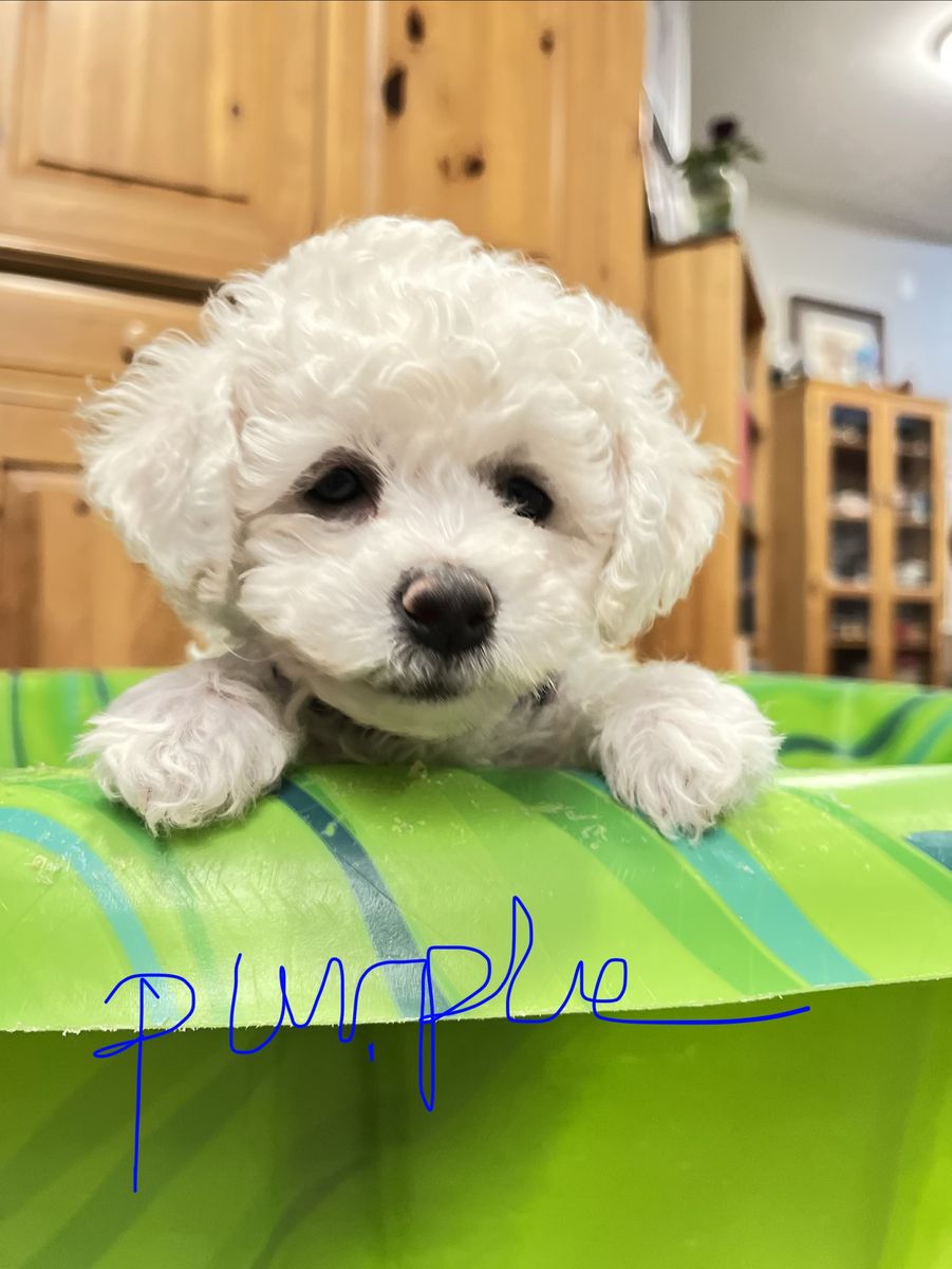 Queen Ann Bichon Frisé (Frise) Puppies - AKC, Champion Blood Lines - Ready July 10th!