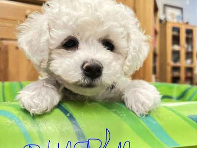Queen Ann Bichon Frisé (Frise) Puppies - AKC, Champion Blood Lines - Ready July 10th!