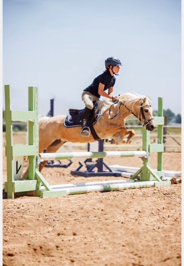10 Year Old Wesh Cross Pony Mare