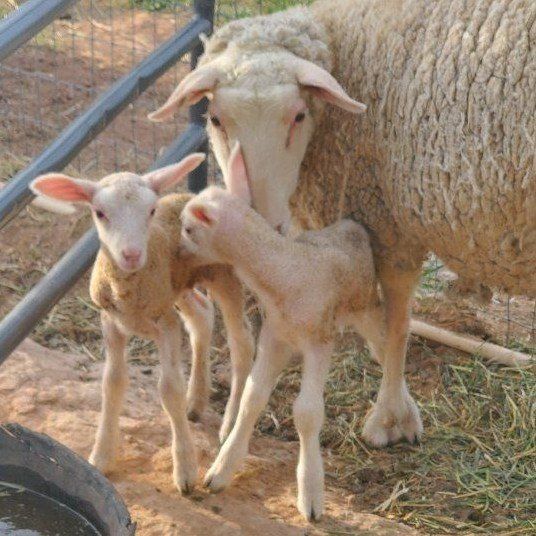 Dairy Lambs