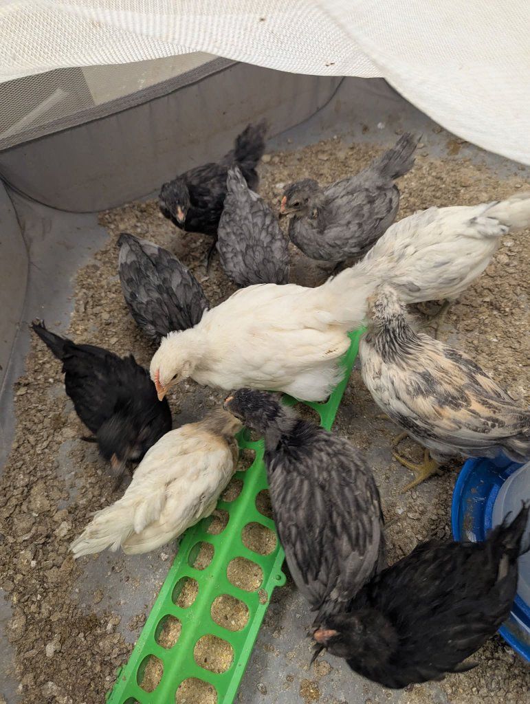 Chicks For  Sale