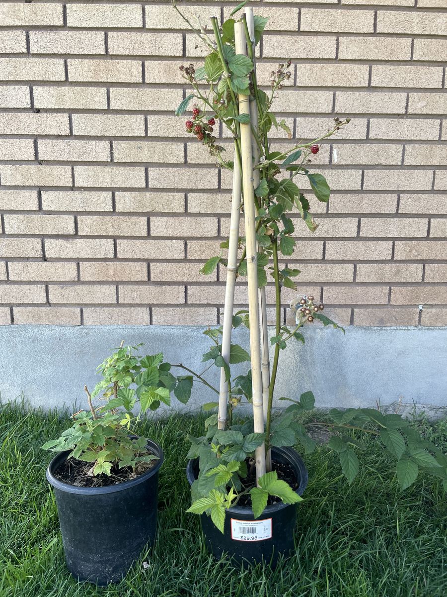 BlackBerry and Raspberry Bush