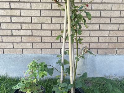 BlackBerry and Raspberry Bush