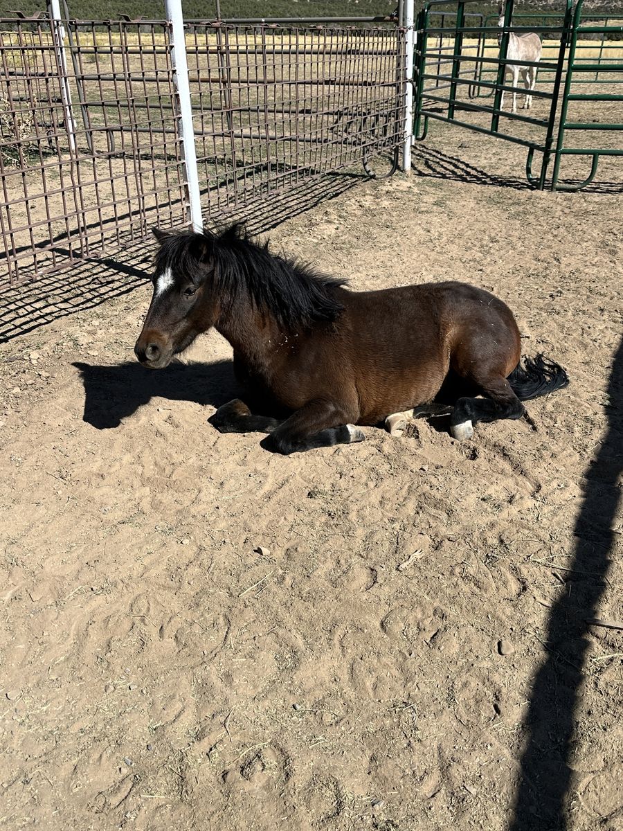 Registered Shetland Pony