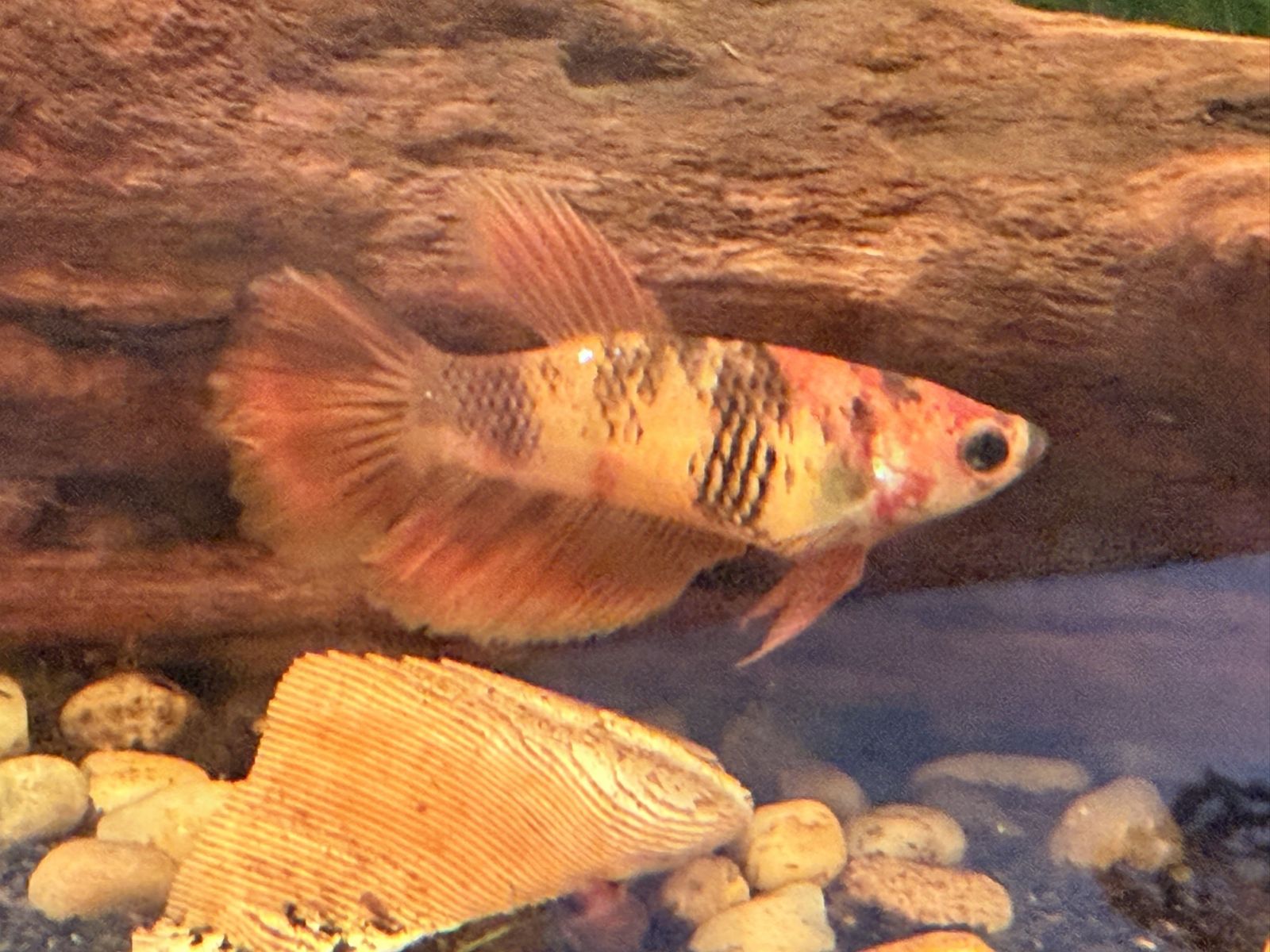 Koi female Betta
