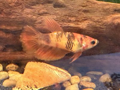 Koi female Betta