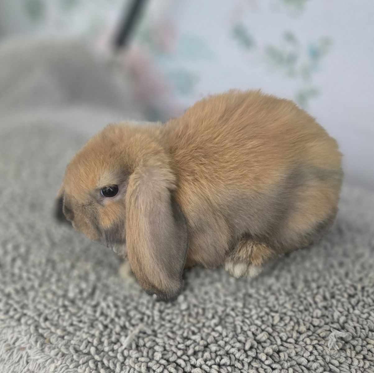Holland lop bucks.