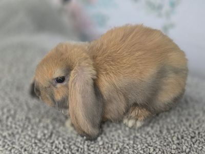 Holland lop bucks.